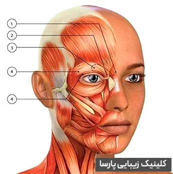 جایگاه و اسم عضلات چشم