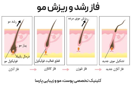 فاز رشد و ریزش مو