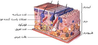 ساختار فولیکول مو