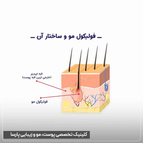 ساختار فولیکول مو